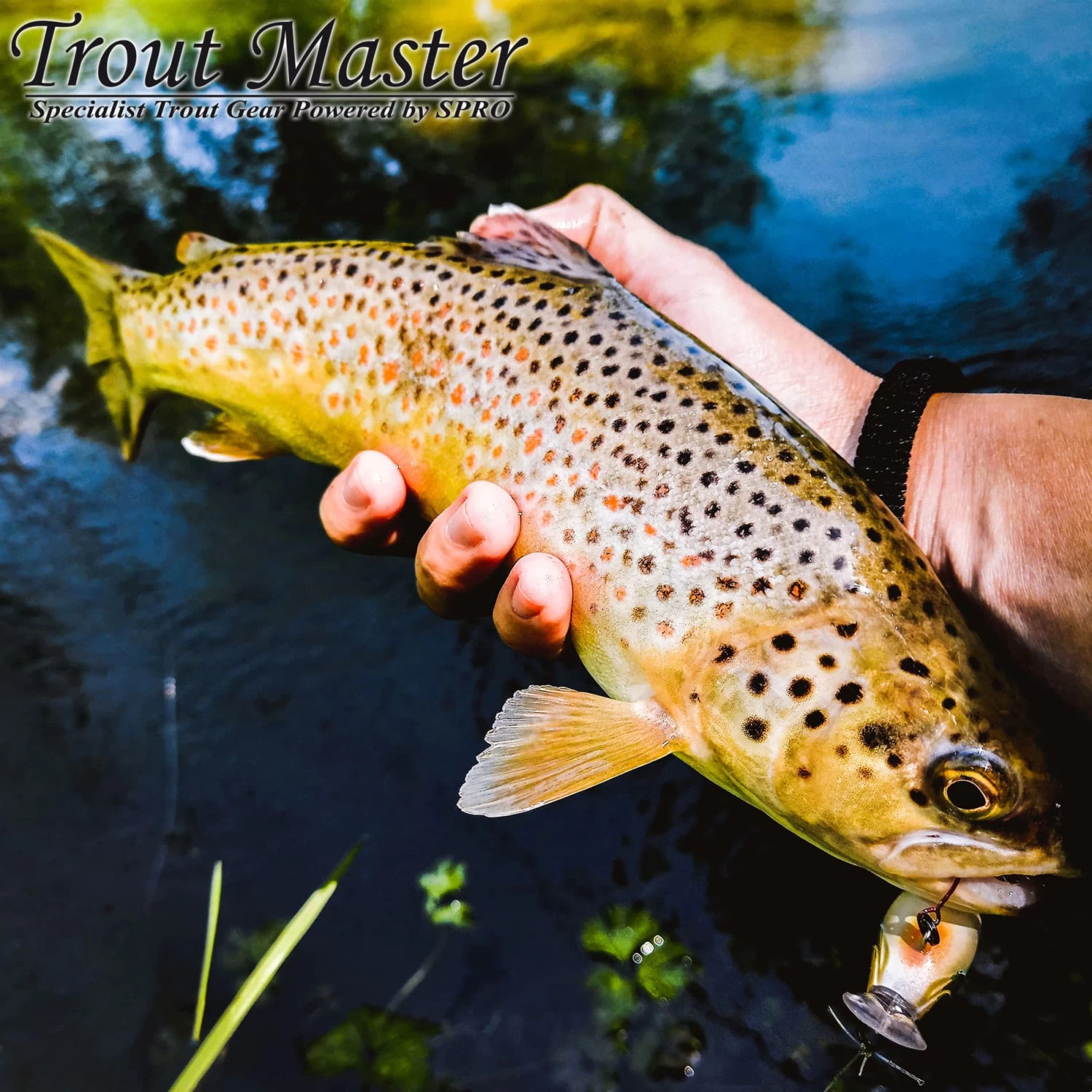 Pack Spinning Spro Trout Master NT Lite Influence 2.10m Daiwa Laguna 2000XH – Image 5