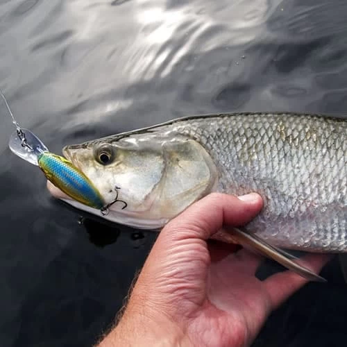 Leurre SCB 200 F Sakura 58mm 14.4g – Image 4