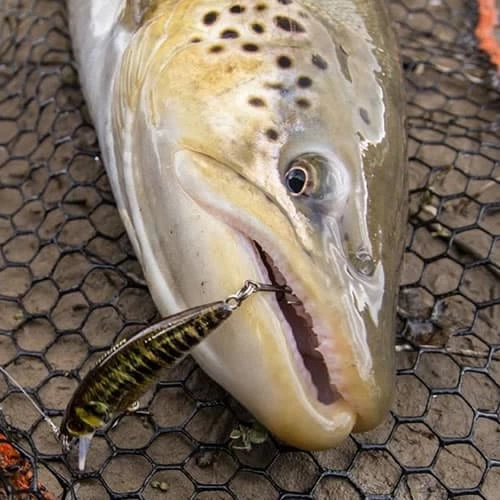 Leurre Phoxy Minnow Sakura HW 62 S 62mm 6.5g – Image 4