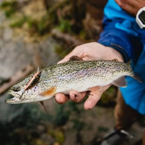 Leurre Phoxy Minnow Sakura HW 62 S 62mm 6.5g – Image 5