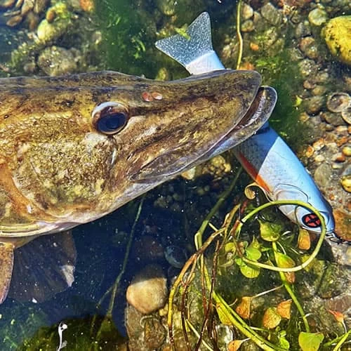 Leurre S-Shiner Sakura 190 S 190mm 90g – Image 3