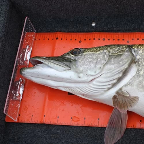 Leurre S-Shiner Sakura 190 S 190mm 90g – Image 5