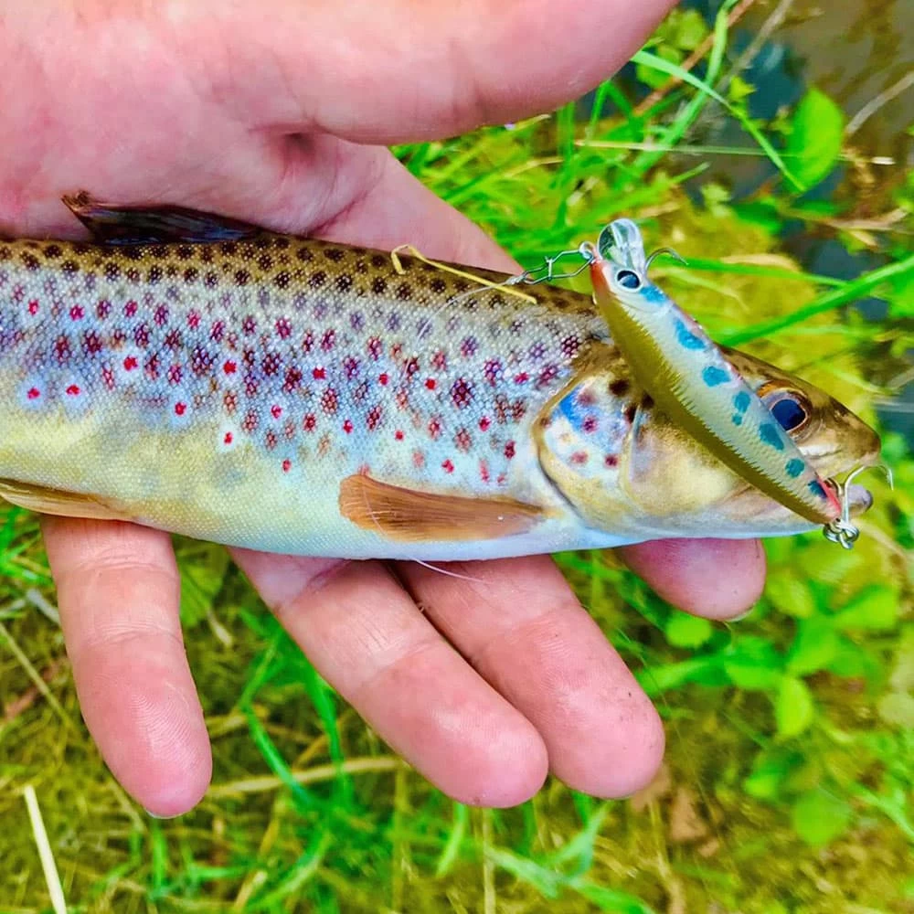 Leurre Lucky Craft Humpback Minnow 50SP 5cm â Image 3