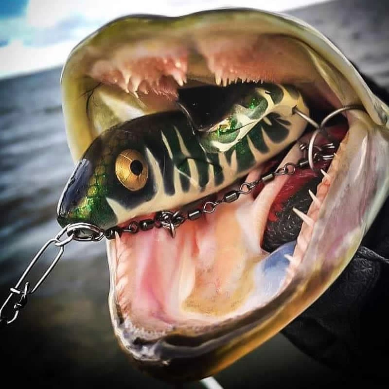 Leurre Gator Gum 22cm – Image 3