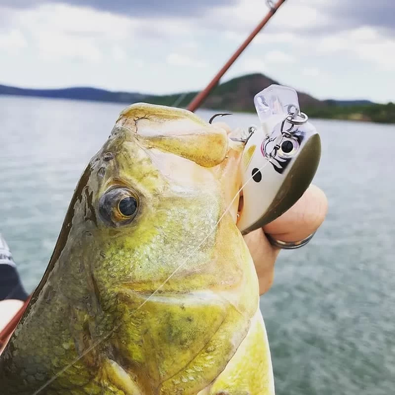 Leurre Bx Brat Rapala Mid 05 6cm – Image 7