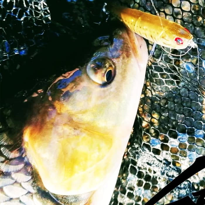 Leurre Lucky Craft Sammy 65 - 6,5cm – Image 4