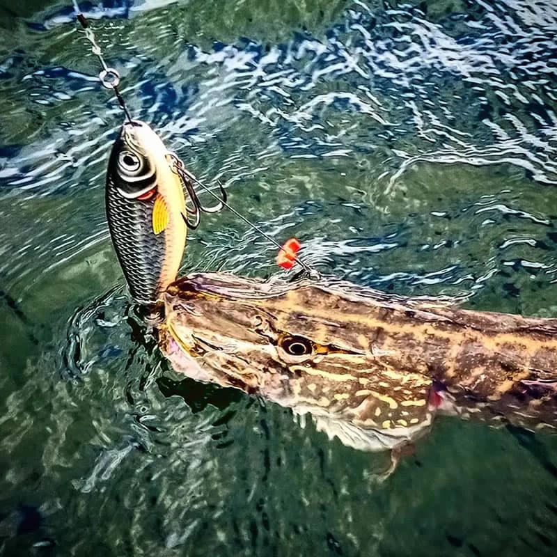 Leurre X-Rap Haku Rapala 14cm 74g – Image 11