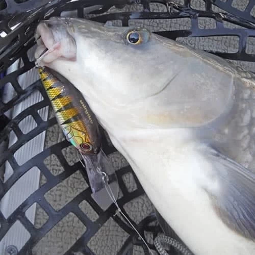 Leurre SCB 400 F Sakura 65mm 18.4g – Image 5